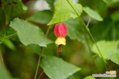 蔓性风铃花不开花怎么办