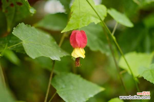 蔓性风铃花不开花怎么办