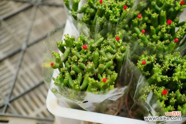 膨珊瑚长太高了怎么办