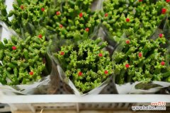 膨珊瑚长太高了怎么办