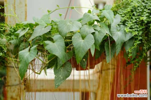 锦屏藤叶片背部有黑点怎么办?这样就不会有了!