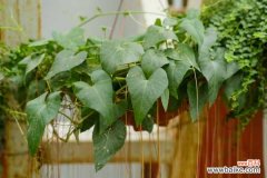 锦屏藤叶片背部有黑点怎么办?这样就不会有了！