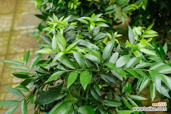 竹柏烂根了怎么办