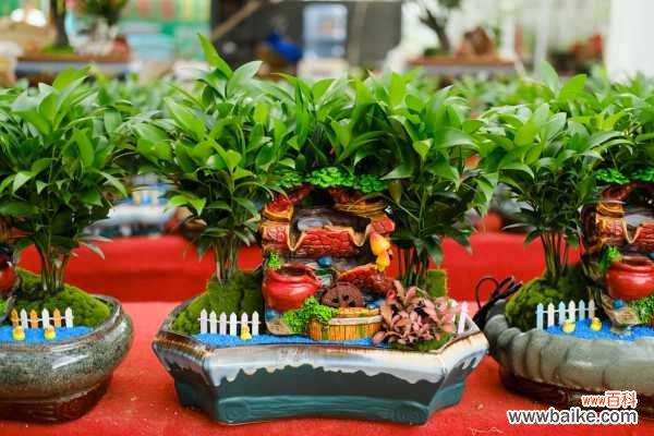 竹柏烂根了怎么办