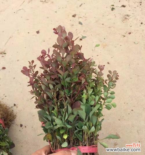 了解换床苗的概念和好处 换床苗的意义及技巧