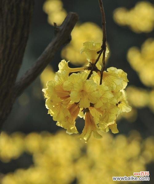 以黄花风铃木为主题的花语解析与传达 黄花风铃木的花语与美丽含义