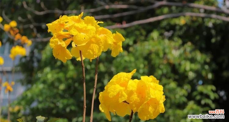 以黄花风铃木为主题的花语解析与传达 黄花风铃木的花语与美丽含义