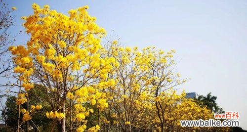以黄花风铃木为主题的花语解析与传达 黄花风铃木的花语与美丽含义