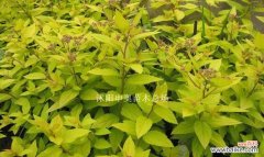 揭开金山绣线菊的花语之谜 金山绣线菊的花语之美