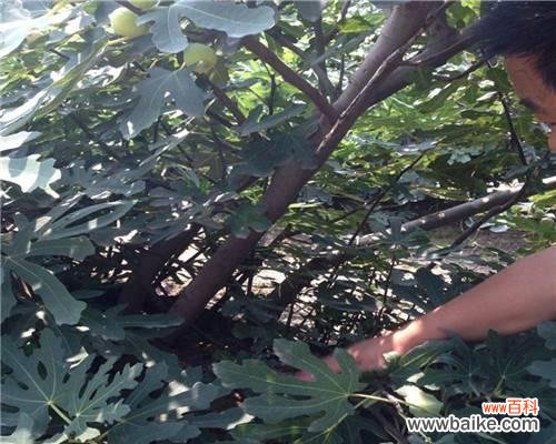 探究截干苗培育的方法与适用范围 截干苗的培育技术及其意义