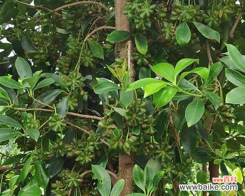 探究截干苗培育的方法与适用范围 截干苗的培育技术及其意义