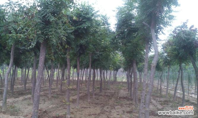 探究截干苗培育的方法与适用范围 截干苗的培育技术及其意义