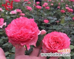 了解嫁接苗的概念 探秘嫁接苗的奇妙之处