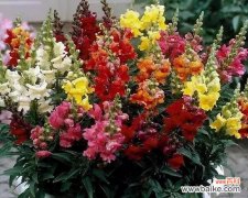 探索金鱼草的含义 金鱼草的花语和寓意