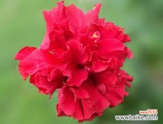 扶桑花花语：微妙的美 寓意脱俗 洁净 羞涩