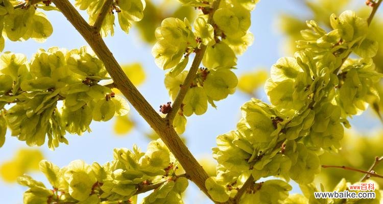 金叶榆的寓意和意义及其对人们的启示 金叶榆——希望与生命的象征