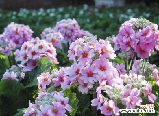 报春花百科:报春花的主要用途和品种