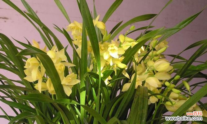 喇叭花的风水寓意是什么？如何正确摆放以招财纳福？