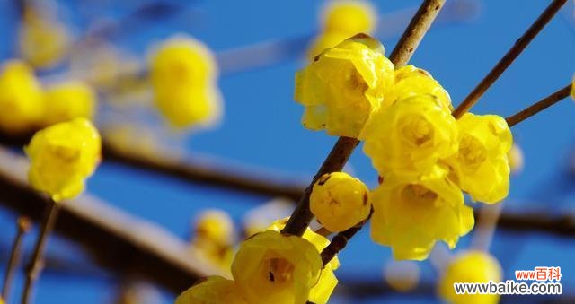 腊梅花花语是什么？它代表了哪些意义？