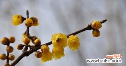 腊梅花花语是什么？它代表了哪些意义？