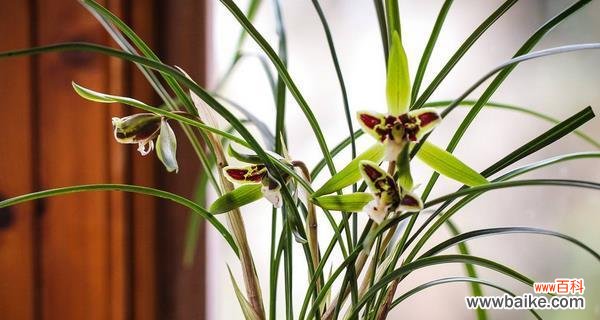 兰花的花语是什么意思？兰花寓意象征着什么？