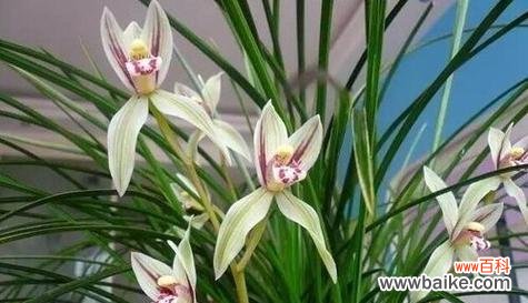 兰花的花语是什么？兰花象征着什么？