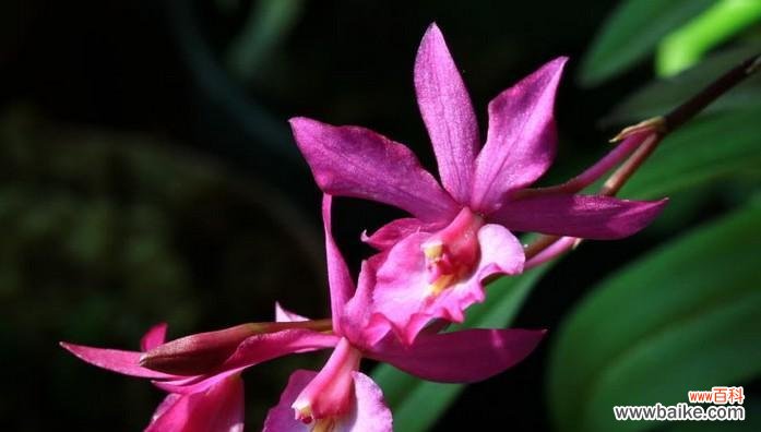 兰科植物的主要特征有哪些？如何识别兰科代表植物？