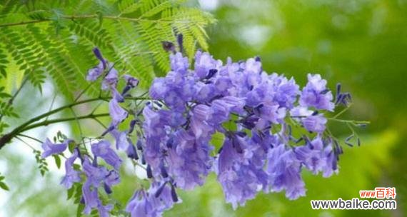 蓝花楹的花语代表什么?蓝花楹寓意有哪些常见问题解答?