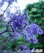 蓝花楹的花语代表什么？蓝花楹寓意有哪些常见问题解答？