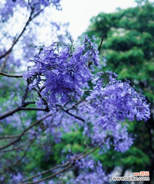 蓝花楹的花语代表什么?蓝花楹寓意有哪些常见问题解答?