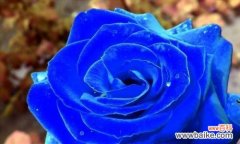 蓝玫瑰的花语含义是什么？如何正确解读？