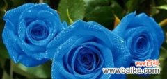 蓝玫瑰的花语代表什么？适合送给哪些人？