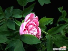 牡丹花叶子发黄怎么救