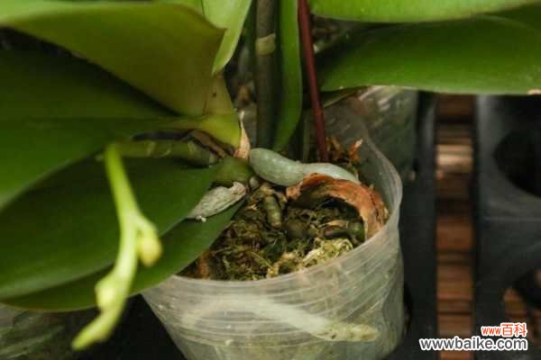 蝴蝶兰叶子发黄是什么原因