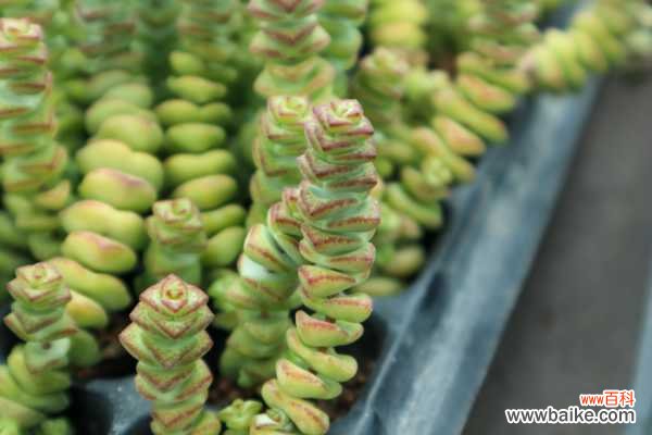 钱串叶子发黄怎么办