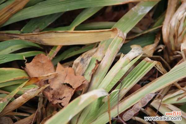 鸢尾叶子发黄的原因及解决办法