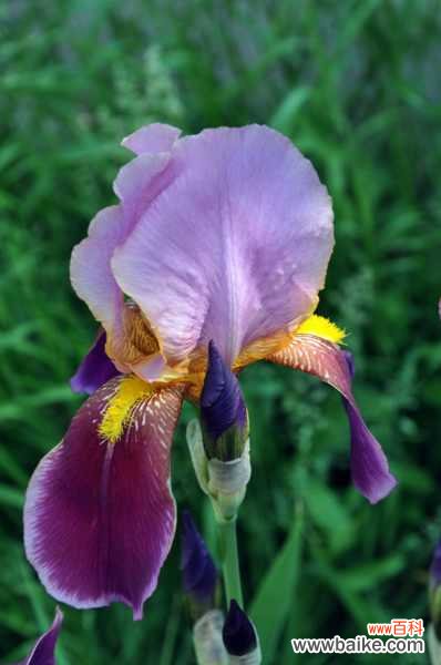 鸢尾叶子发黄的原因及解决办法