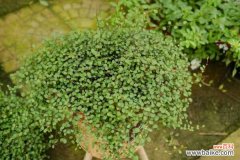 千叶吊兰叶子发黄掉落怎么办