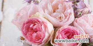 探究玫瑰花的含义与象征 粉红色玫瑰花的花语和寓意