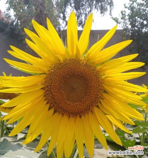 探索向日葵所代表的不同含义 向日葵的花语与寓意