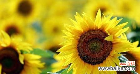 探索向日葵所代表的不同含义 向日葵的花语与寓意