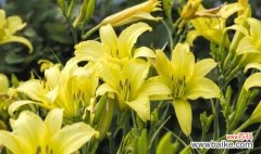 了解忘忧草的作用与功效，重拾内心的平静与放松 忘忧草——治愈焦虑、安抚心灵的秘密良药