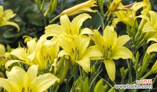 了解忘忧草的作用与功效,重拾内心的平静与放松 忘忧草——治愈焦虑、安抚心灵的秘密良药