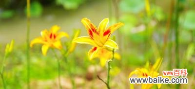 了解忘忧草的作用与功效,重拾内心的平静与放松 忘忧草——治愈焦虑、安抚心灵的秘密良药