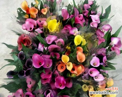 探秘马蹄莲的七彩世界 缤纷彩色马蹄莲的花语