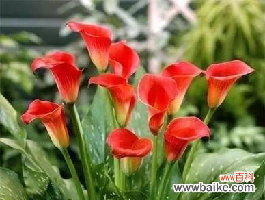 探秘马蹄莲的七彩世界 缤纷彩色马蹄莲的花语