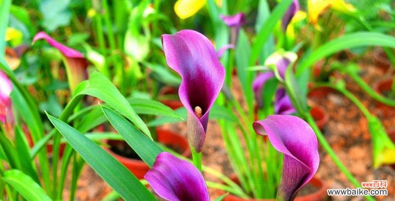 探秘马蹄莲的七彩世界 缤纷彩色马蹄莲的花语
