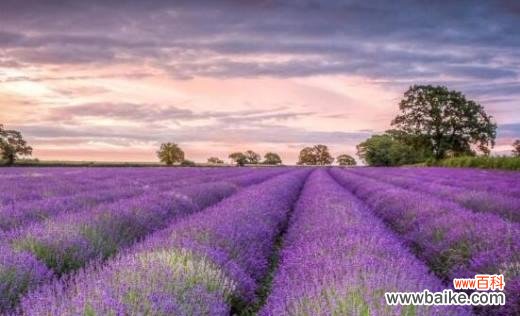 探寻紫色薰衣草背后的意义 紫色薰衣草的花语