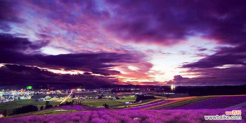 探寻紫色薰衣草背后的意义 紫色薰衣草的花语