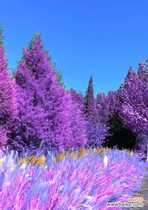 探寻紫色薰衣草背后的意义 紫色薰衣草的花语